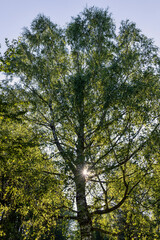 beautiful birch tree foliage is white with green foliage