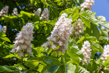 chestnut trees during spring flowering