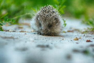 European hedgehog (Erinaceus Europaeus), close-up sitting in the yard on the path.