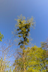 green foliage on a maple tree in spring bloom
