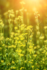 Rapeseed spring flowers