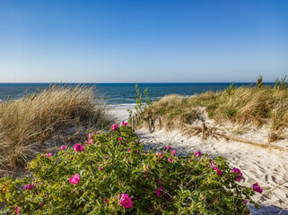 Blossoming dog rose flowers growing on sand dune next to the Baltic Sea beach.