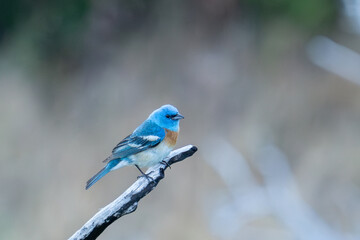 Lazuli bunting on a perch