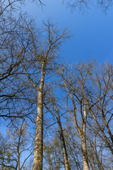 deciduous trees in the forest in the spring season