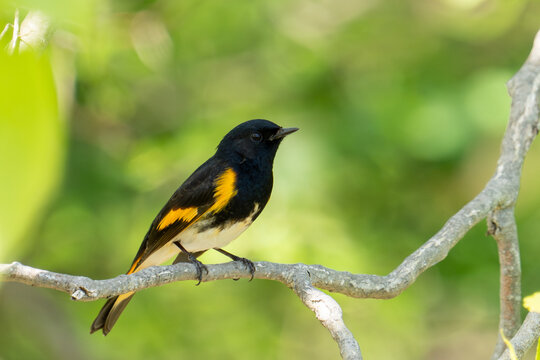 American redstart on a perch