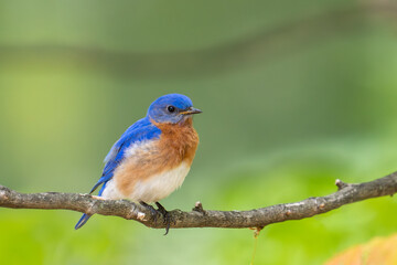 Eastern bluebird on a perch
