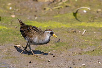 Sora foraging in a marsh