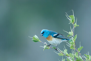 Lazuli bunting on a perch