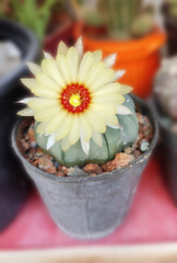 Obraz na płótnie Canvas cactus flower in a pot