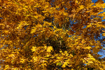 Maple foliage that has changed color in autumn
