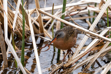 Virginia rail in weedy marsh