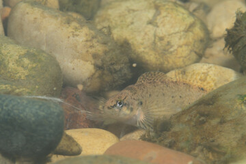Johnny darter in rocky river bed