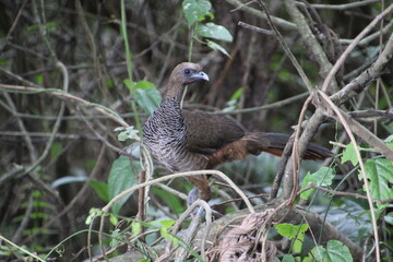 ave - aracuã escamoso - Ortalis squamata