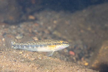 Bronze darter in bottom of river