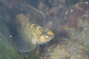 Front view of bluebreast darter