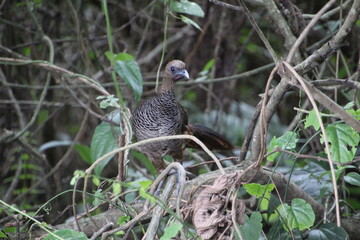ave - aracuã escamoso - Ortalis squamata