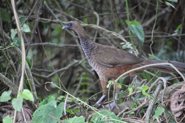 ave - aracuã escamoso - Ortalis squamata
