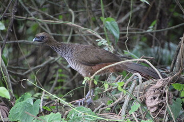ave - aracuã escamoso - Ortalis squamata