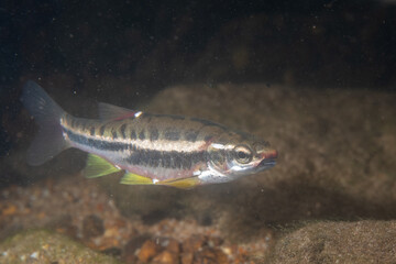 Mountain redbelly dace in a rocky river