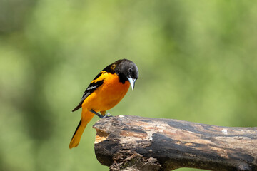 Baltimore oriole on a log