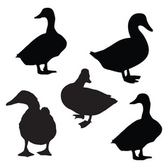 Duck Silhouette Vector illustration