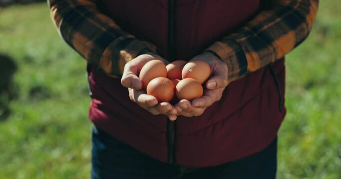 Farmer, agriculture and eggs in hands for poultry inspection, sustainable farming and healthy nutrition. Man, food production and livestock growth for industry, organic and quality or fresh produce