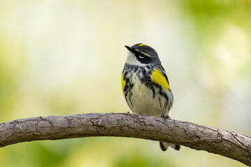 Yellow-rumped warbler on a perch