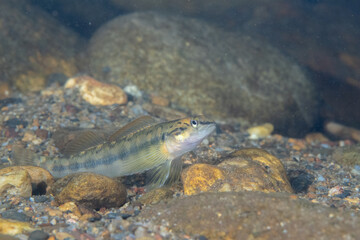 Bronze darter on rocky river bottom