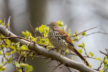 Brown thrasher perched on a branch