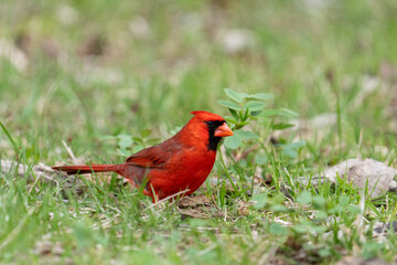 Northern cardinal foraging on the ground