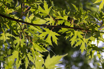 Tall maple tree in summer