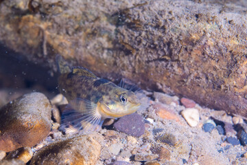 Rainbow darter at bottom of a river