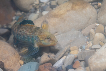 Rainbow darter at bottom of river bed