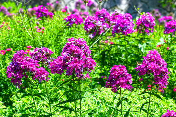 Flammenblumen (Phlox) in den Gärten von Schloss Trauttmansdorff in Meran, Südtirol (Italien)