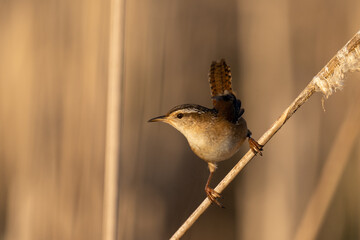Marsh wren on a