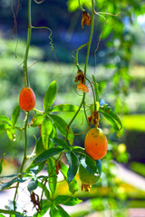  Passionsfrucht (Passiflora edulis)