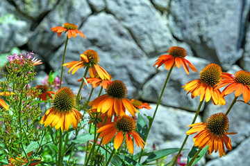 Purpur-Sonnenhut (Echinacea purpurea)