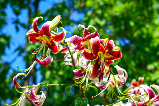 Taglilie - Orientalische Lilie 'Scheherazade'
Lilium 'Scheherazade'