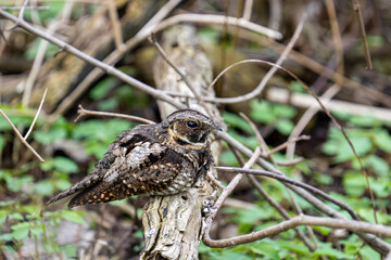 Eastern whip-por-will waking up on a perch