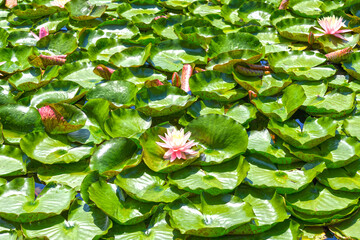 Der Seerosenteich in den Gärten von Schloss Trauttmansdorff in Meran, Südtirol (Italien)