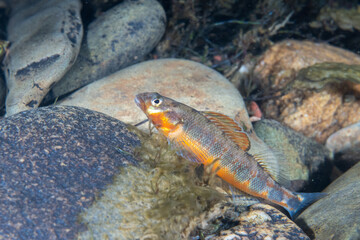 Gilt darter displaying on top of rock in river