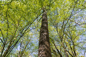 Fototapeta premium beautiful green foliage of hornbeam trees in sunny weather