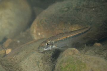 Spottail shiner in a rocky river
