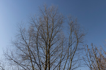Fototapeta na wymiar leafless deciduous trees in the spring season