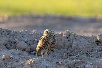 Closeup of burrowing owl on a mound