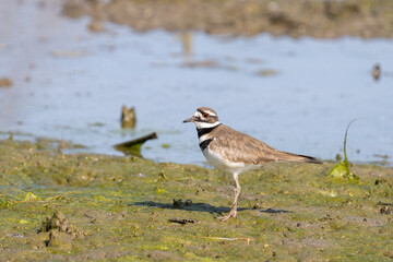 Killdeer standing in a marsh
