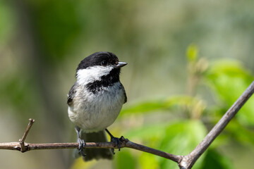 Closeup of a black-capped cickadee