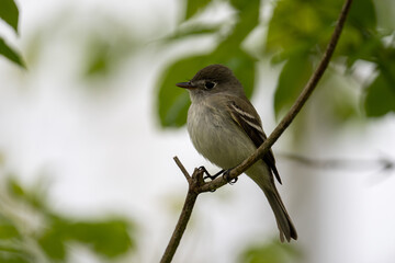 Alder flycatcher on a perch