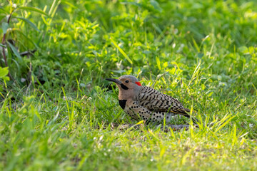 Northern flicker on the ground