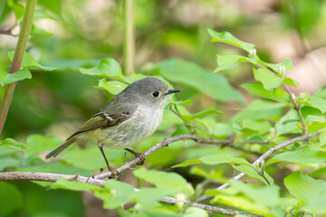 Ruby-crowned kinglet on a perch